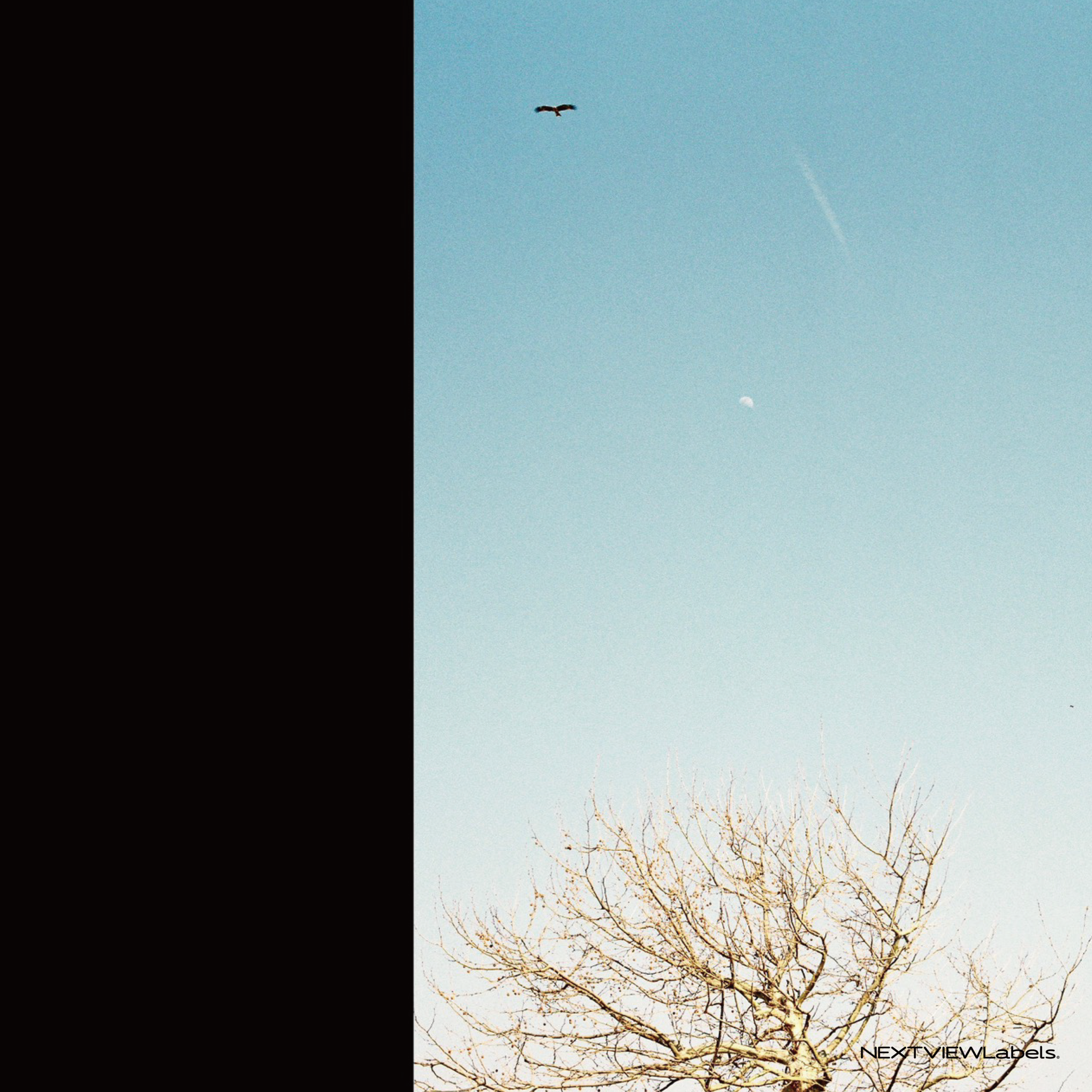 A Swallow in March